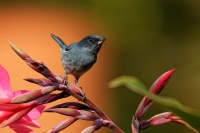 Hackozobec pacificky - Diglossa plumbea - Slaty flowerpiercer 8489